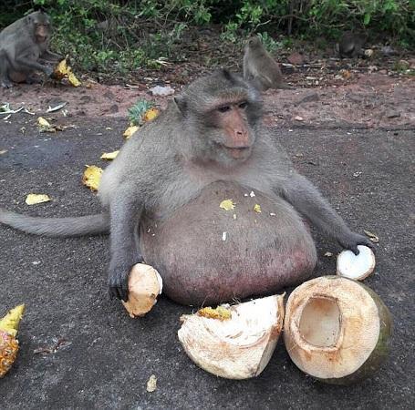 女吃瓜像猴子视频,搞笑瞬间引网友热议