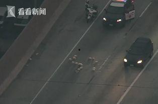 吃鸡抓大呆瓜视频大全最新,欢乐无限