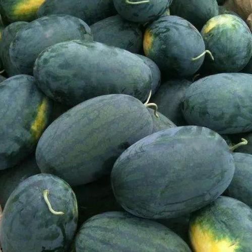 祖师爷赏瓜吃瓜视频,一场别开生面的欢乐盛宴