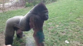 吃瓜女孩猩猩视频