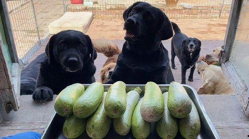 生角瓜能给狗吃吗视频教程,狗狗健康食谱之美味佳肴