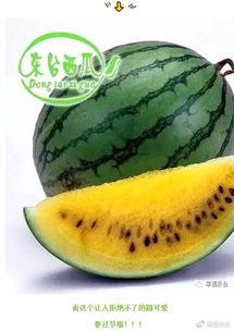 东台吃瓜事件真相视频