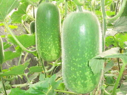 吃葫芦瓜视频素材大全,视频素材大全带你领略各式烹饪技巧