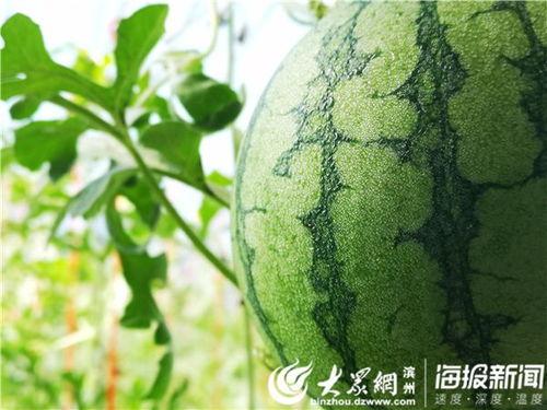 吃瓜大树视角视频,带你领略视频背后的趣味与真相